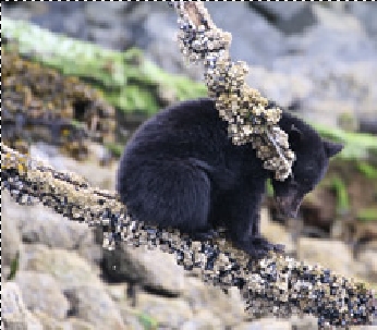 Coastal Wilderness 1.jpg