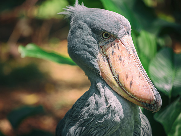 Ubora Best of Uganda 1.jpg