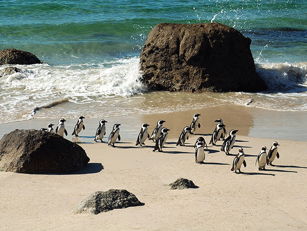 Spectacular South Africa 2.jpg