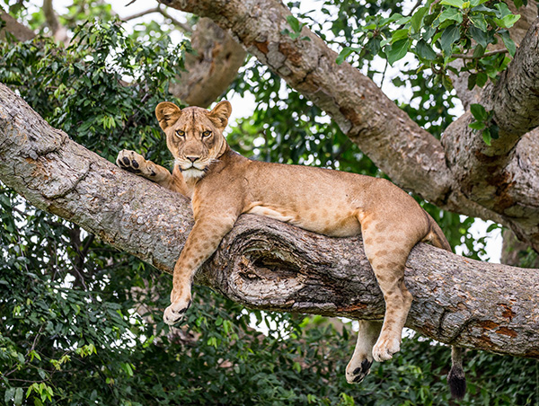 Ubora Best of Uganda 2.jpg