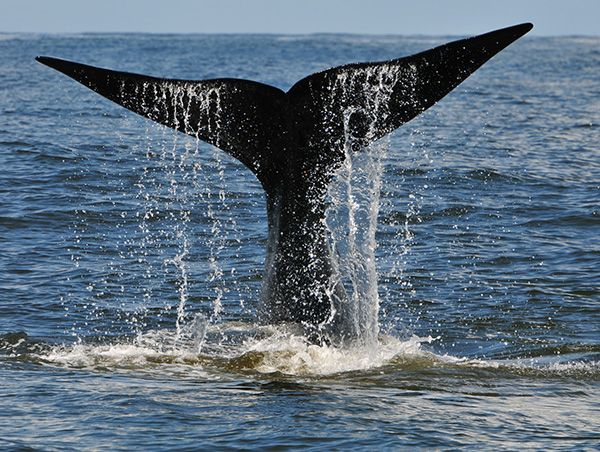 Spectacular South Africa 3.jpg