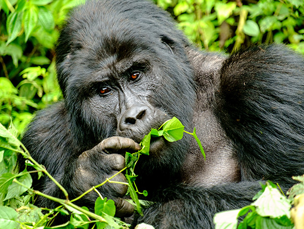 Ubora Best of Uganda 4.jpg