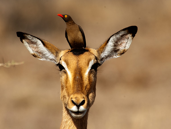 Spectacular South Africa 6.jpg