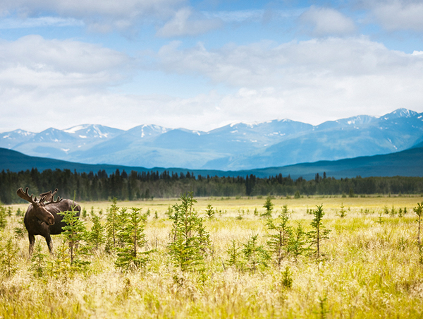 Alaska and the Yukon Explorer Alaska-Yukon-Explorer-1_ds959_1.jpg