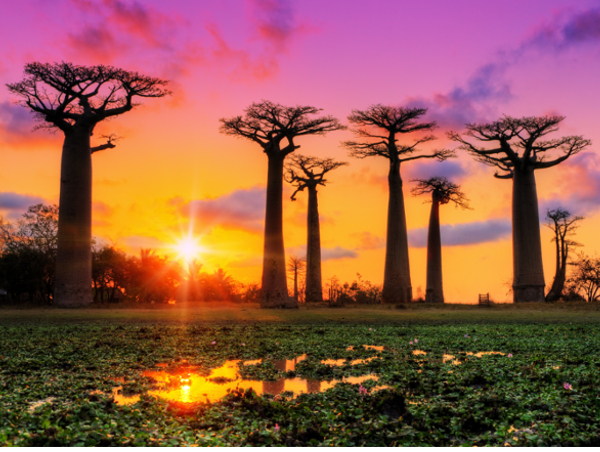 Madagascar Baobab.jpg