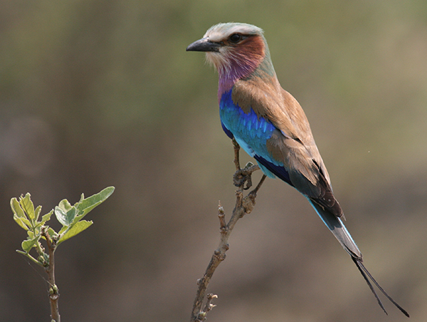 Botswana Botswana2.jpg