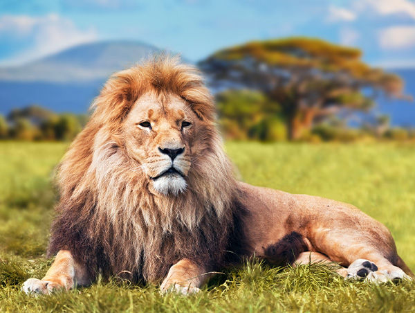 Africa Capetown_ds134_2.jpg