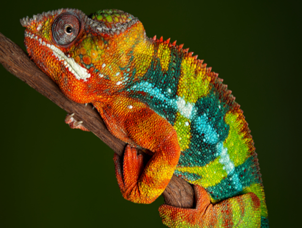 Madagascar Chameleon.jpg