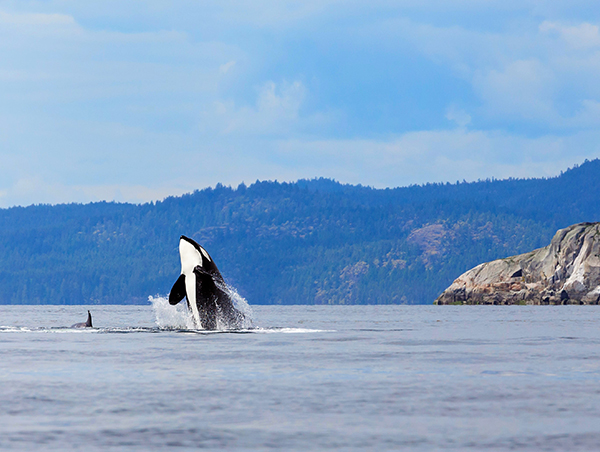 First Passage to the West at Leisure First-Passage-the-West-at-Leisure-2.jpg