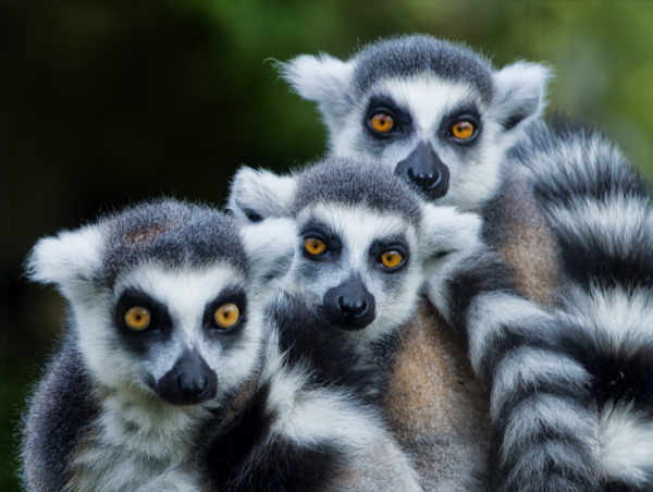 Madagascar Lemurs.jpg