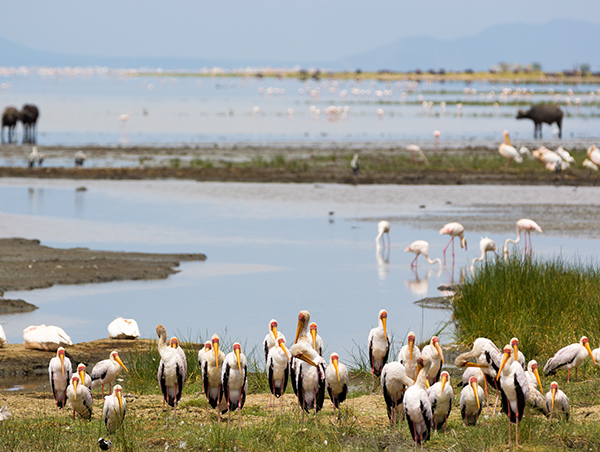 Tanzania Tanzania3.jpg