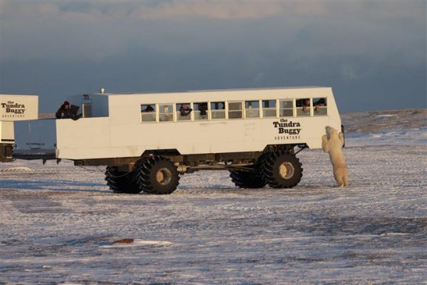 The Great Ice Bear Adventure Dymond Lake Lodge Tundra-tour-courtesy-of-Manitoba-Tourism.jpg