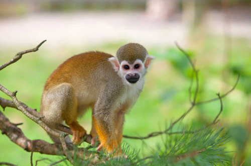 Amazon Rainforest amazon-rainforest-squirrel-monkey.jpg