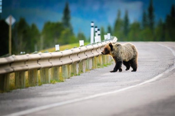Rockies and Wildlife Independent Tour bear-banffNP.jpg