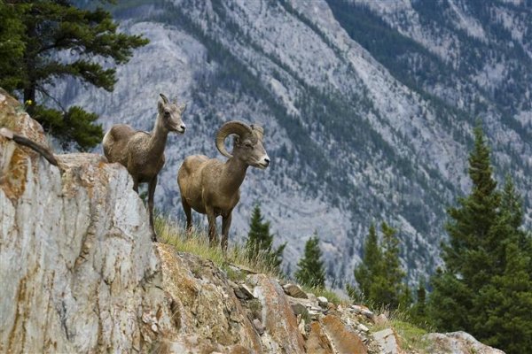 Rockies and Wildlife Independent Tour bighorn-sheep-banff.jpg