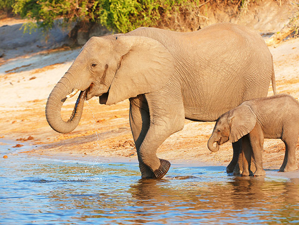 Botswana bostwana.jpg