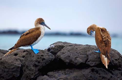 Ecuador ecuador-blue-footed-boobies.jpg