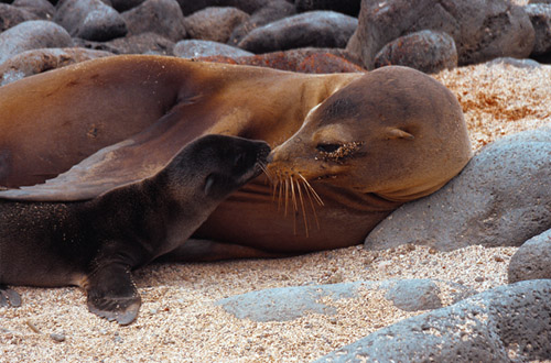 Ecuador ecuador-sea-lion.jpg