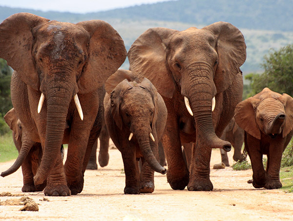 Africa elephant-africa_ds134_1.jpg