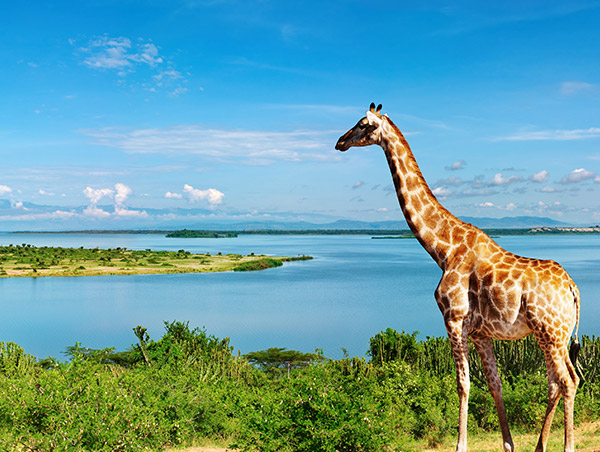 Kenya giraffe.jpg