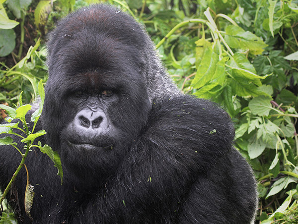 Africa gorilla_ds134_3.jpg
