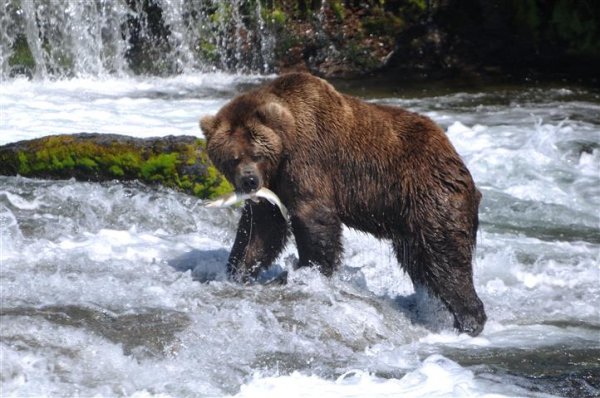 Grizzly Bear Wildlife Experience grizzly-fishing-river.jpg