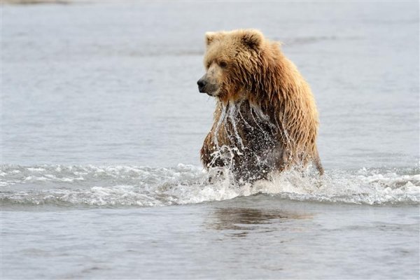 Grizzly Bear Wildlife Experience grizzly-fishing.jpg