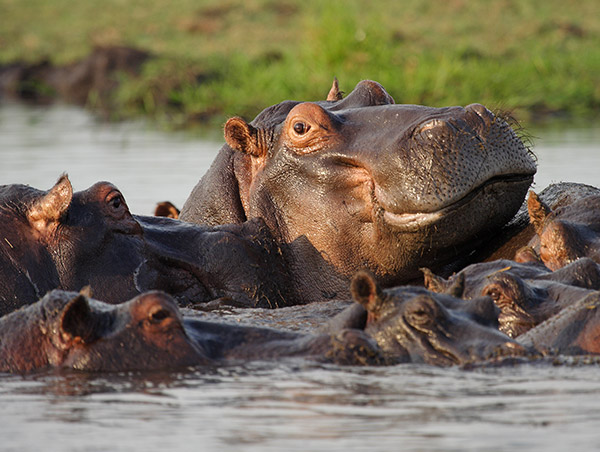 Botswana hippo.jpg