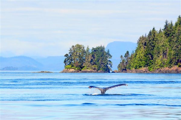 Rockies and Wildlife Independent Tour humpback-whale-vancouver-island.jpg