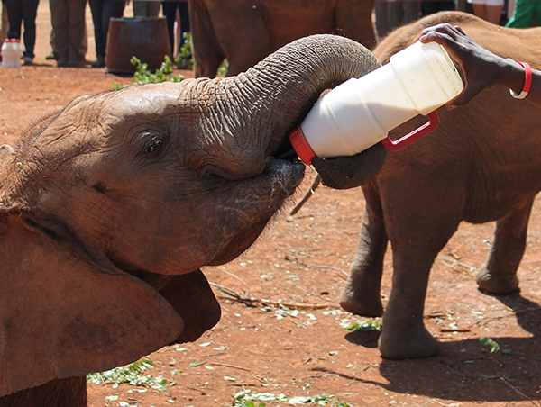 Nairobi nairobi2.jpg