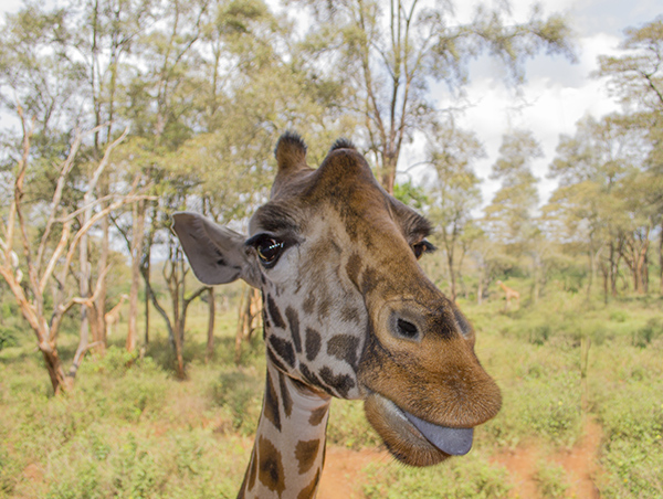 Nairobi nairobi4.jpg