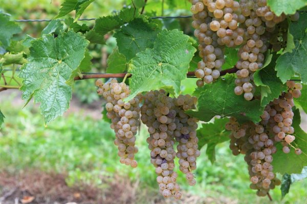 Eastern Explorer niagarawineregion_web.jpg