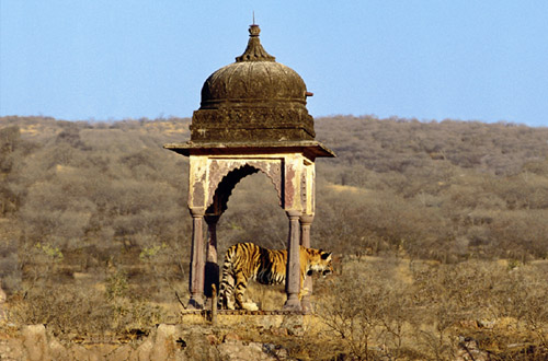 North India north-india-tiger.jpg