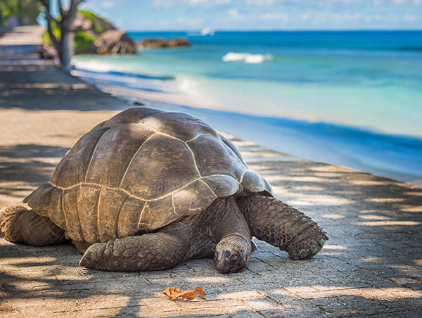 Seychelles tortu.jpg