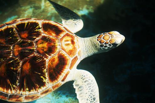 Highlights of North Eastern Sri Lanka turtle_sri_lanka (Custom).jpg