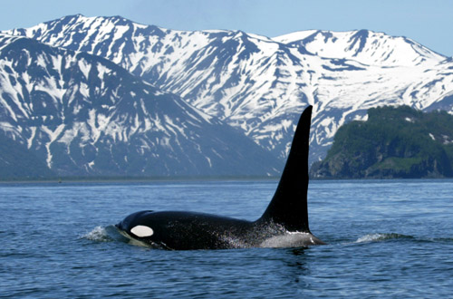 Vancouver vancouver-killer-whale.jpg