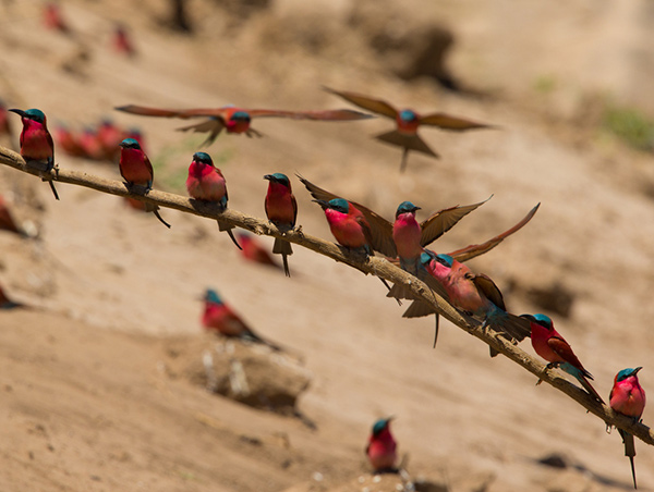 Zimbabwe zimbabwe-157095470.jpg